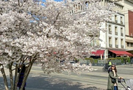 Une photographie d'un arbre genevois en fleurs