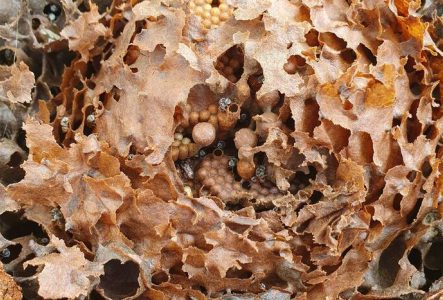 Formation de méliponiculture