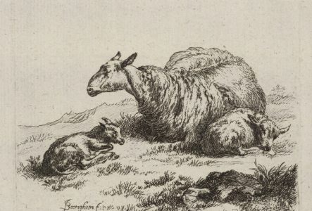 Brebis couchée avec deux agneaux