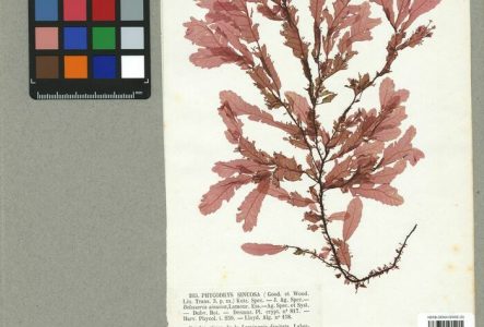 CJBG Planche d'herbier d'une algue marine collectée dans le Finistère à Brest en 1852