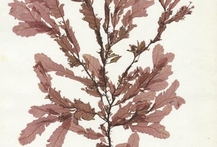Specimen d’herbier d’une algue rouge, Phycodrys rubens (L.) Batters, recueillie par P.L. Crouan et H.M. Crouan en 1852 à Brest, en France