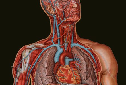 Planche anatomique du haut d'un corps d'homme sur laquelle on voit ses organes