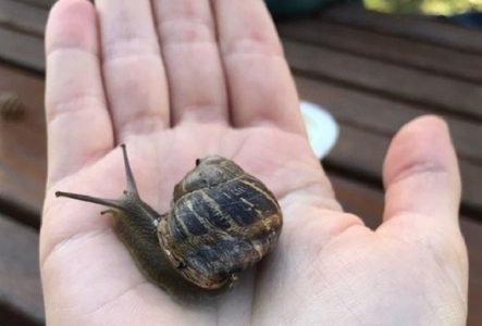 escargot