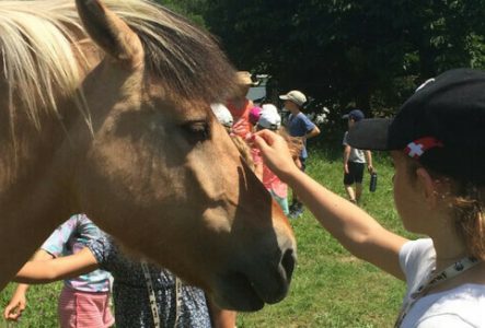 cheval enfants