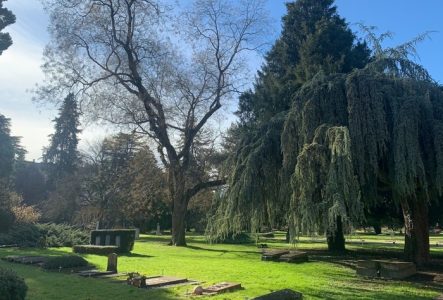 Cimetière et arbres