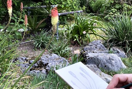 Lisa Anzellini Personne dessinant une plante dans un jardin botanique