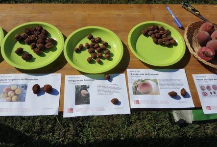 Variétés des pêches de vignes dans différents plats, exposées sur une table