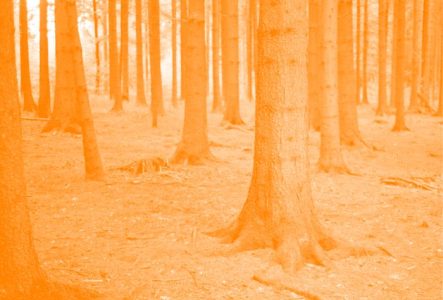 forêt de troncs, filtre orange. Image qui illustre la pièce Craignez la nuit