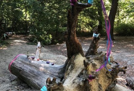 Oeuvre éphémère sur un arbre.