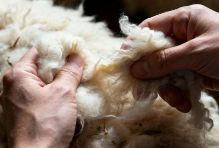 Une personne met ses mains dans la laine