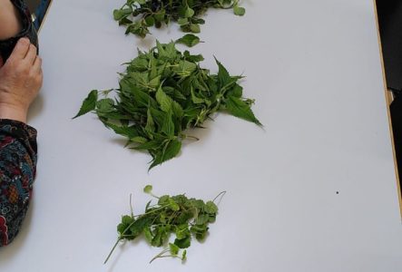 Table sur laquelle sont posées des feuilles de plantes