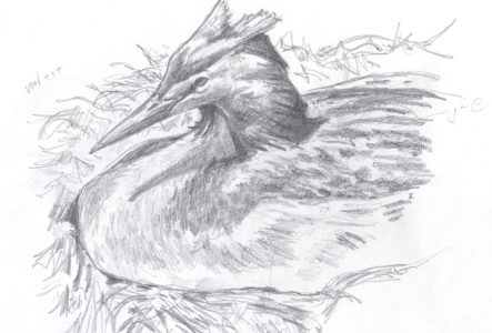 Pierre Baumgart une illustration en noir et blance qui représente un oiseau du lac