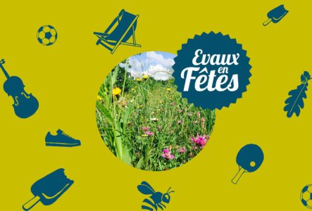 Champs de fleurs