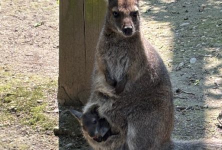 wallaby Bioparc