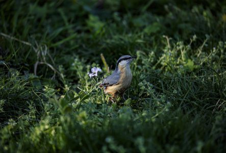 CJBG Une Sittelle torchepot