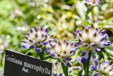 Photo d'une gentiane avec son étiquette