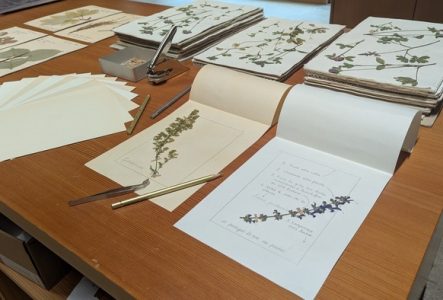 Montage d'une planche d'herbier