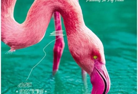 Flamand rose