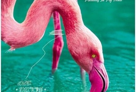 Flamand rose