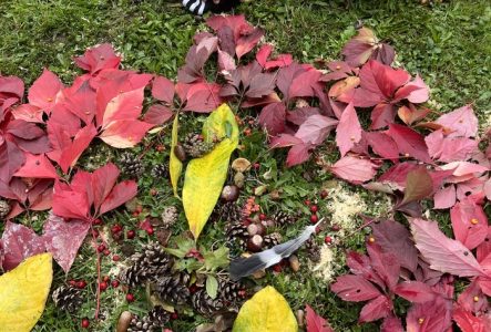 Différents feuilles d'automne