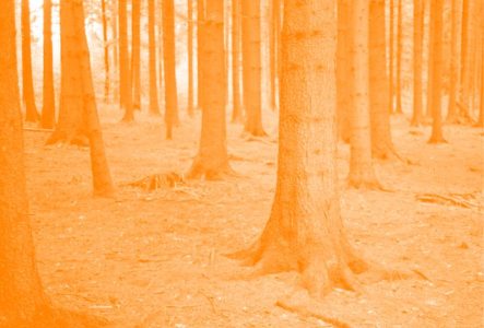 C'est la photo d'une fôret mais on voit que les arbres depuis le bas. On voit que les racines. La photo a un filtre de couleur.