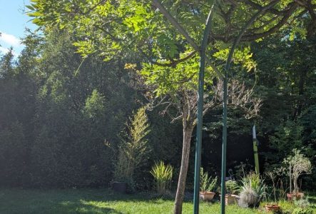 Image d'un jardin vert avec glycine et en bas le logo de l'association pour une maison culturelle à Surville