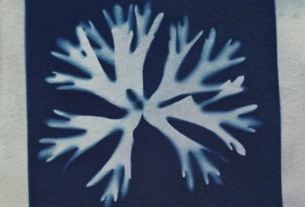 Empreinte végétale réalisée avec la technique cyanotype