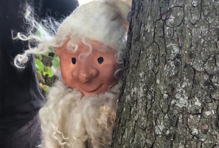 Dans la forêt, il y a...