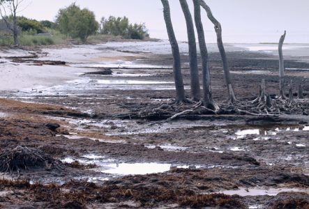 C'est la photo d'un arbre sans feuilles. Sur le bord d'une rivière presque à sec.