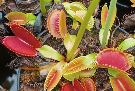 Gros plan des plantes carnivores