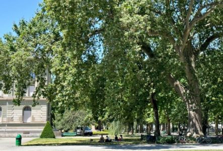 Une photographie d'un arbre au parc des Bastions