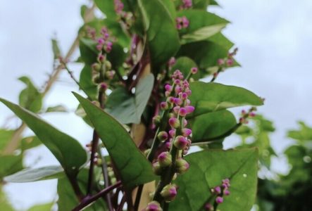 Léa Cosandey Basella alba : plante ornementale ou potagère ?