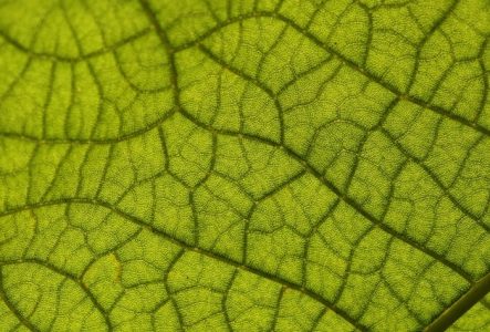 CJBG Macro d'une grande feuille dans une serre