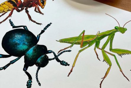 Une illustration en couleur avec trois insectes: une mante religieuse, un scarabée et une abeille.