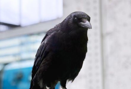 © Magali Dougados C'est un oiseau noir, très probablement un corbeau sur une parroi transparente. Derrière lui on aperçoit un bâtiment, comme s'il était dans un environnement de ville.