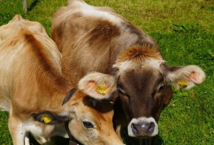 Deux vaches dans un champ