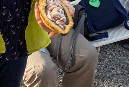 AAJB cabosse du cacao