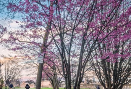 Couverture 40 arbres de la Ville de Genève au fil des saisons