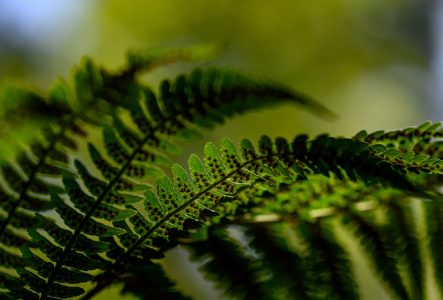 Gros plan d'une fougère