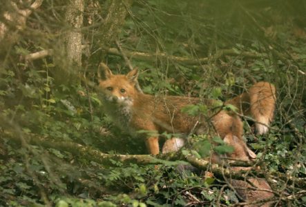 image du film avec renarde