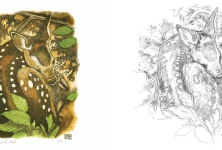 Dessin d'un jeune faon en couleurs et en noir et blanc