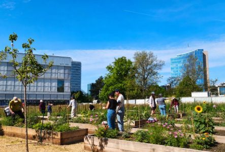 Jardin de la Paix fleuri au printemps, avec plusieurs personnes réunies et travaillant dans les différentes parcelles.