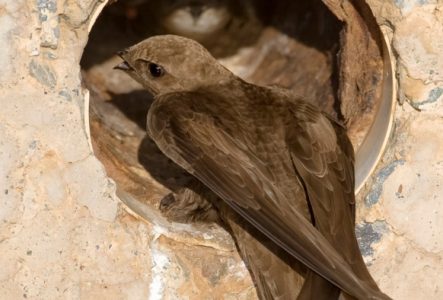 Occhiato Daniele, Station ornithologique suisse. Martinet pâle