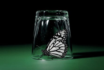 Un papillon enfermé sous un verre