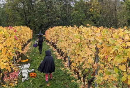 Chasse aux bonbons dans les vignes genève