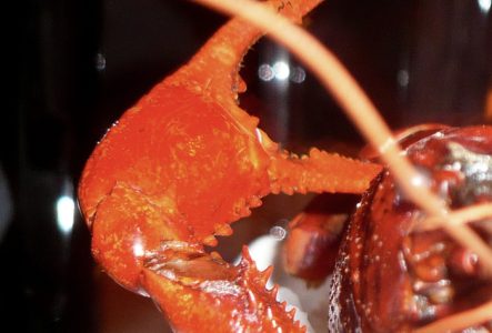 C'est la photo d'un homard dont on aperçoit les pinces en premier plan. Le homard est sur une assiette blanche.