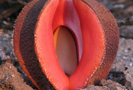 Image tirée de l’article Image from paper ny Naumann et al. (2013) Hydnora visseri