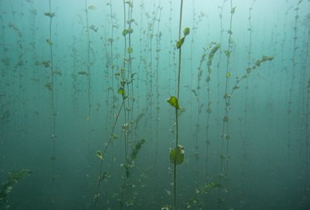 Association pour la sauvegarde du Léman Des potamots (plante aquatique) grimpent jusqu'à la surface