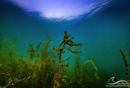 Photos d'un herbier aquatique