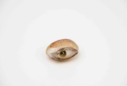 Œuvre de Mathilde Rosier. Il s'agit d'un œil humain réalisé en verre.